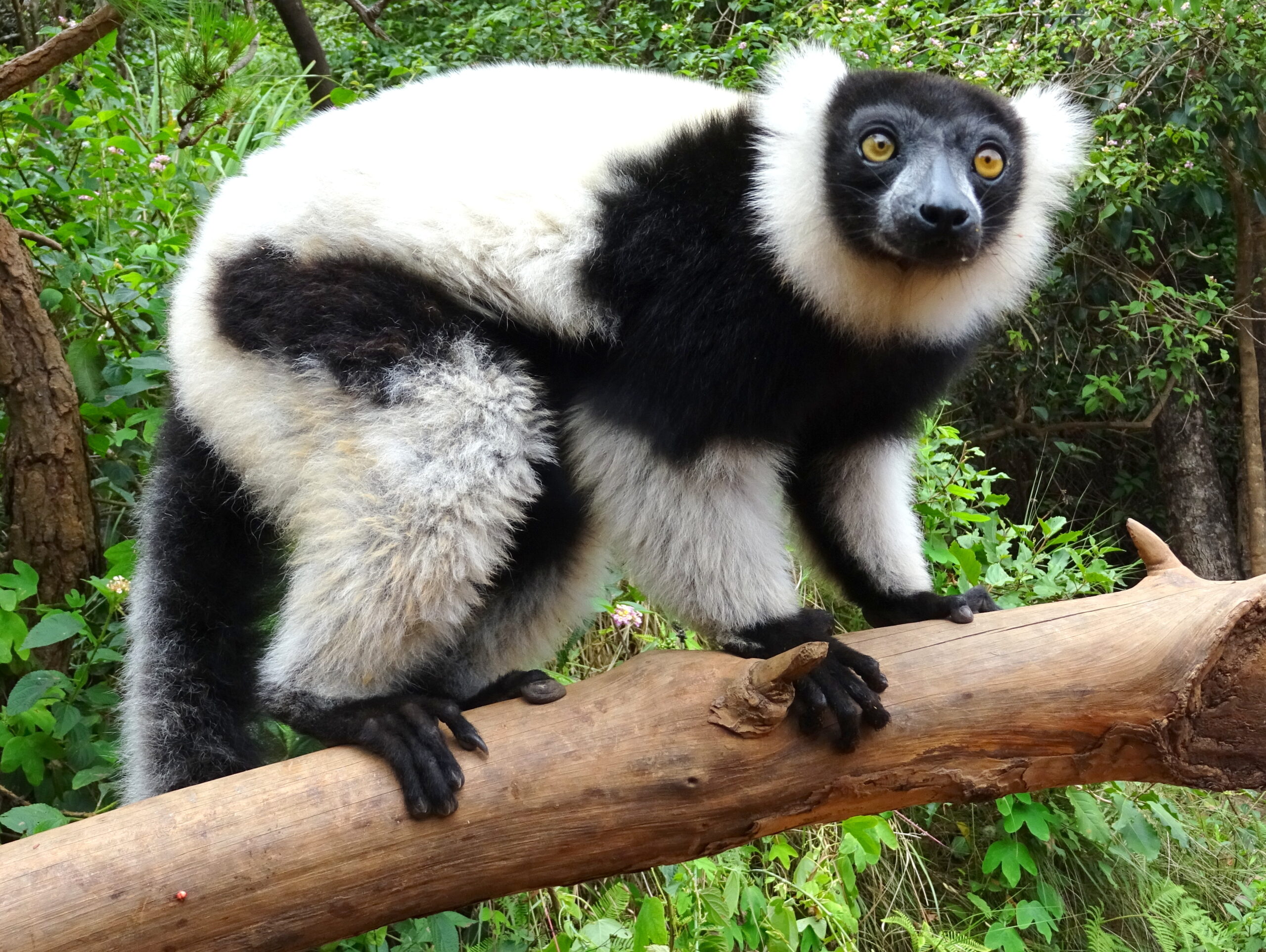 Madagaskar – Lemuren, Strände und Regenwälder